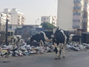 حين تتصدر القمامة أزمات الوطن المتراكمة